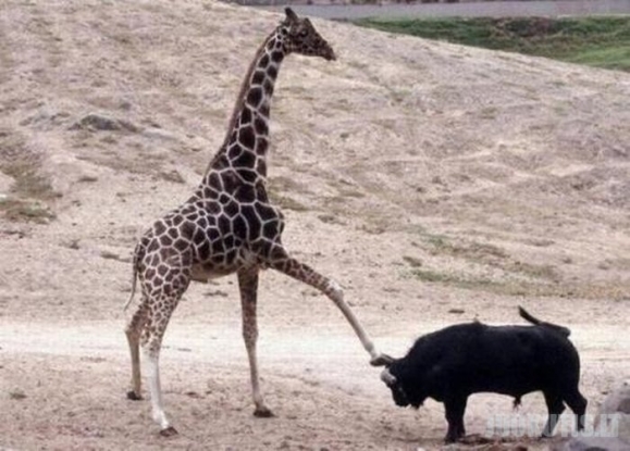 Nevalia skriausti žirafų