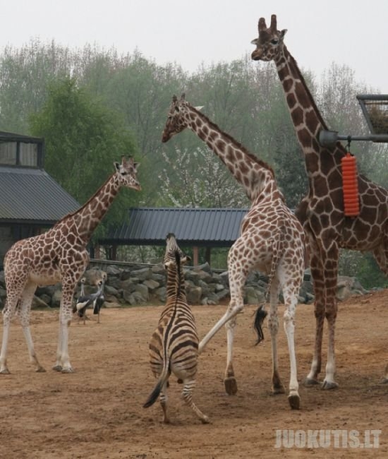 Nevalia skriausti žirafų
