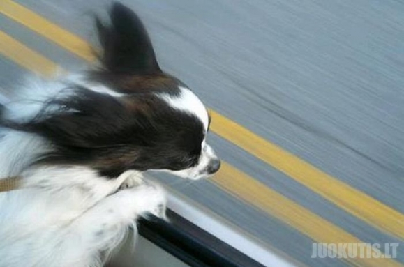 Šunys 80 km/h greičiu