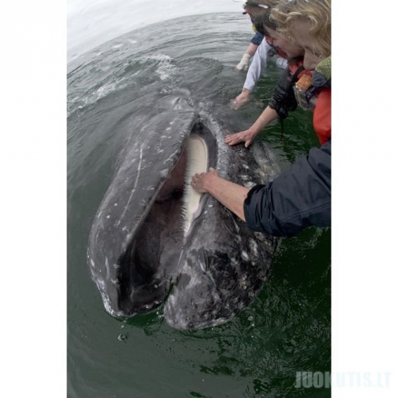 Draugiškiausi banginiai pasaulyje