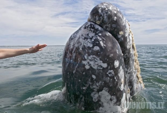 Draugiškiausi banginiai pasaulyje