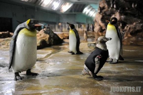 Pingvinas hidro kostiume