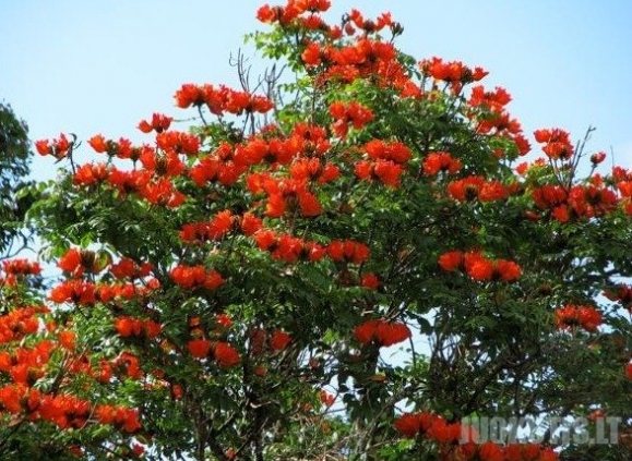 Afrikietiškas tulpių medis