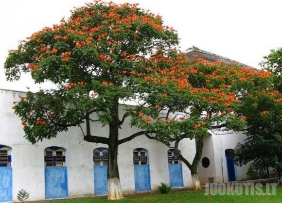 Afrikietiškas tulpių medis