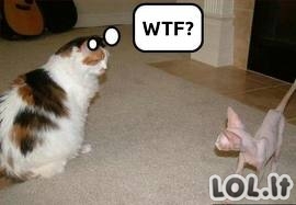 WTF,LOL,FAIL kittie cats 