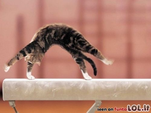 WTF,LOL,FAIL kittie cats 