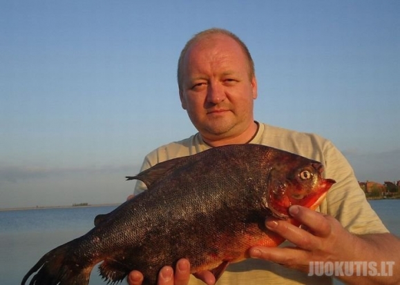 Rusijos ežere sugauta didelė piranija ?