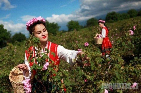 Rožių festivalis Bulgarijoje