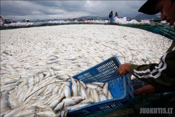 Filipinuose masiškai gaišta žuvys