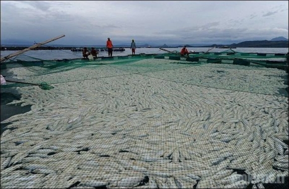 Filipinuose masiškai gaišta žuvys