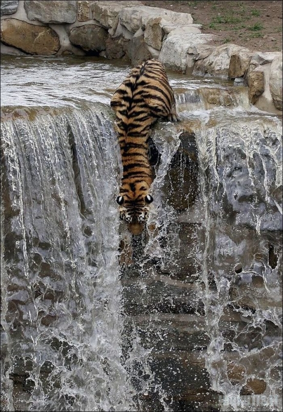 Tigras gelbėjasi nuo karščio