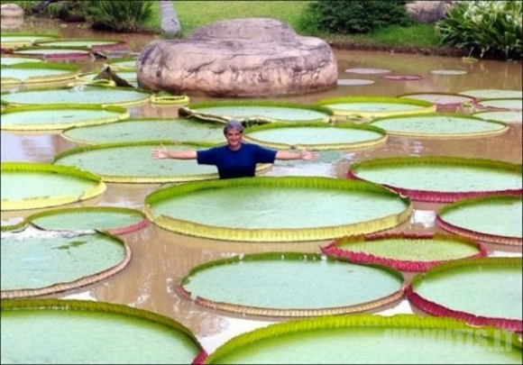 Didžiausia vandens lelija pasaulyje
