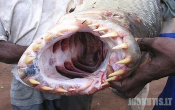 Žuvis mutantė