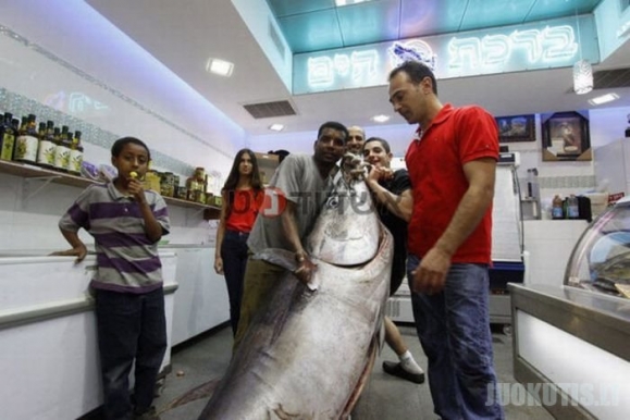 Labai didelis tunas