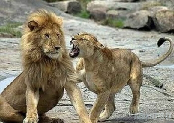 Liūtų šeimos skandalai
