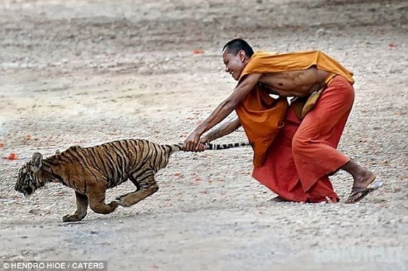 Tigrų šventykla ir jų draugystė su vienuoliais