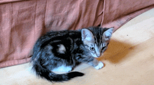 Mielų katiniukų GIF rinkinys