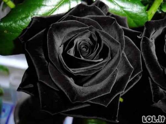 Gamtos pokštas - juodos rožės