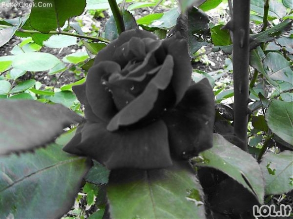 Gamtos pokštas - juodos rožės