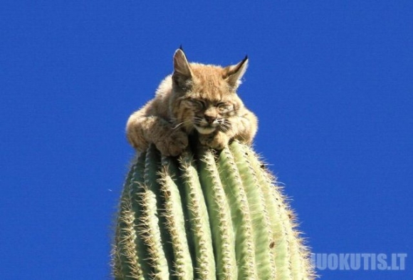 Lūšis ant kaktuso