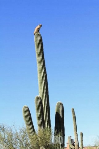 Lūšis ant kaktuso
