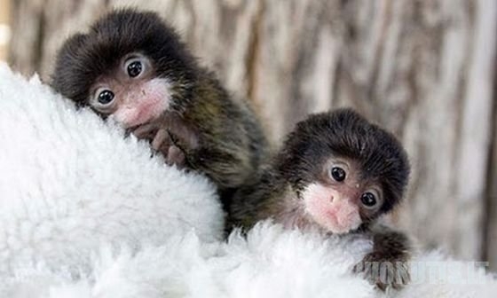 Nykštukinės beždžionėlės
