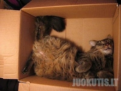 Katės, kurios mėgsta miegoti dėžėse.