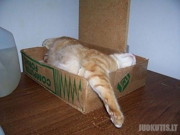 Katės, kurios mėgsta miegoti dėžėse.