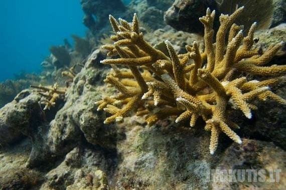 Kaip auginami koralai