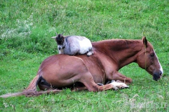 Gyvūnų draugystė