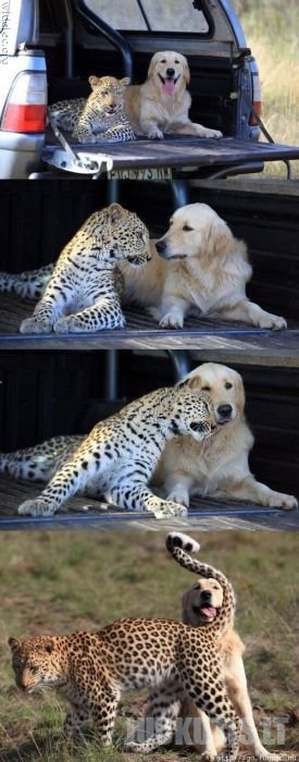 Gyvūnų draugystė