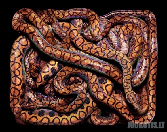 Gyvatės