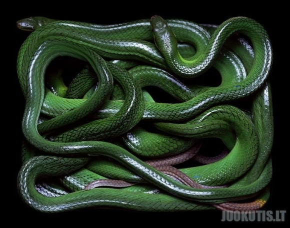 Gyvatės