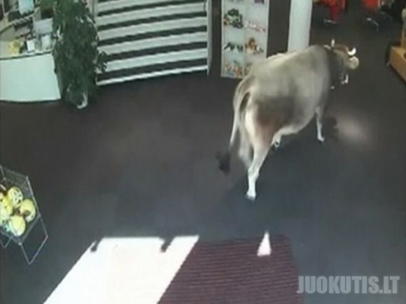 Karvė atėjo apsipirkti į parduotuvę