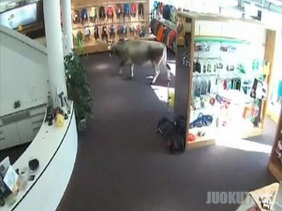 Karvė atėjo apsipirkti į parduotuvę