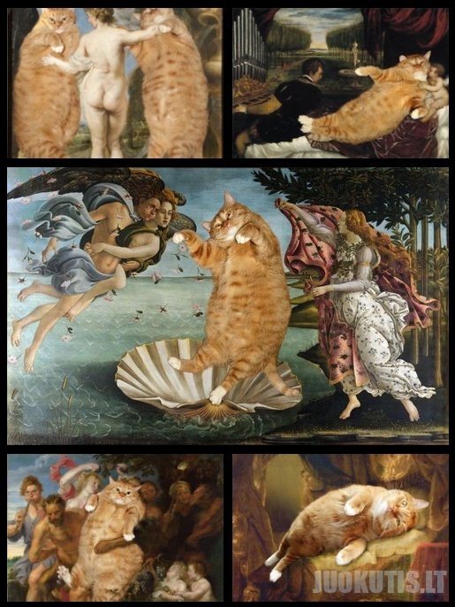 Kačių foto galerija