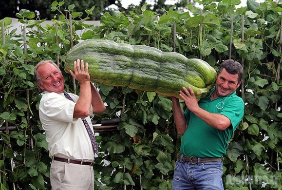 Nenormalaus dydžio daržovės