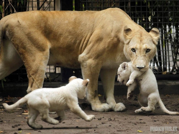 Gyvūnai ir jų vaikai