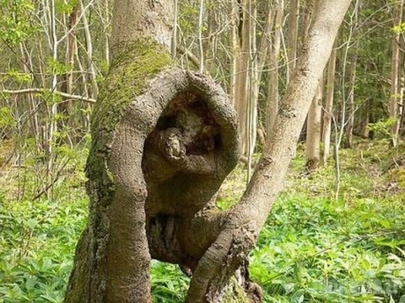 Medžiai-siaubūnai