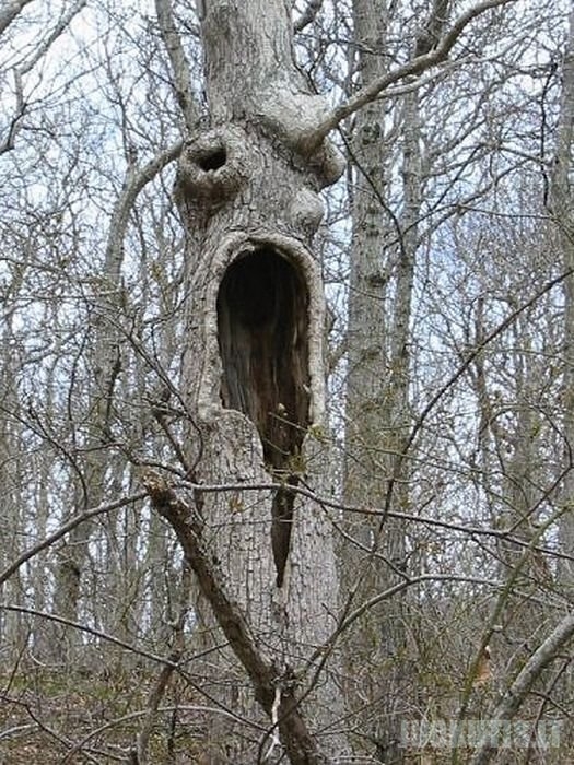 Medžiai-siaubūnai