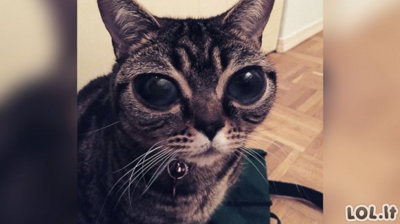 Katė su ateivio akimis