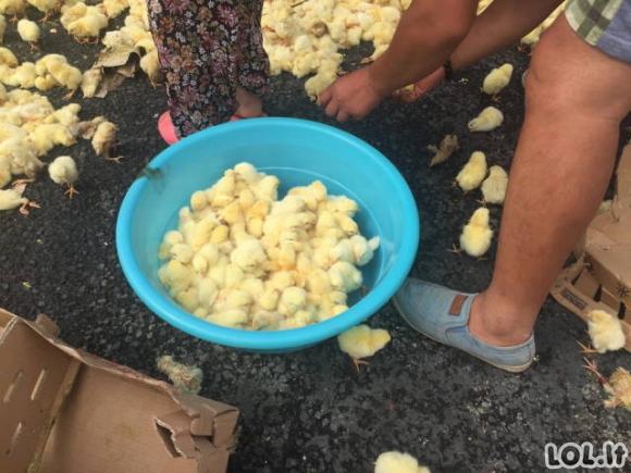 Tūkstančiai viščiukų ištrūko į laisvę po avarijos