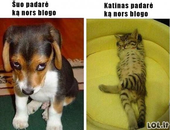 Šuns ir katino skirtumai