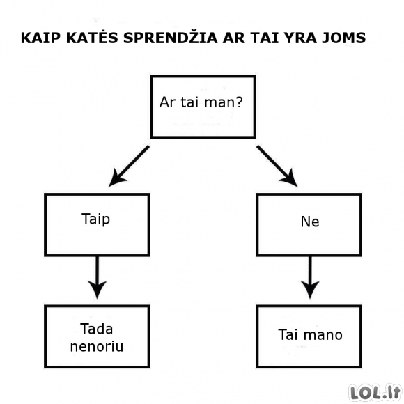 Kaip katės sprendžia