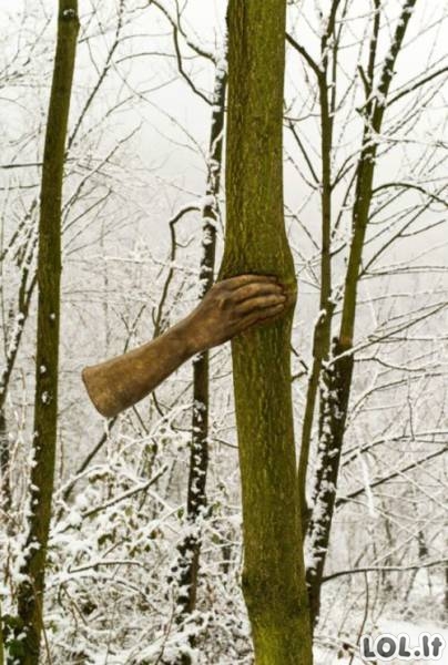 Kaip ranka medį smaugė
