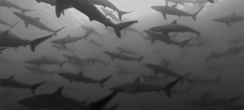 Plėršūniškų ryklių GIF'ai