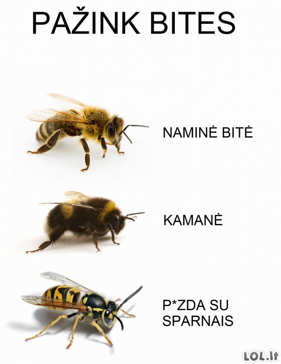 Įvairios bičių rūšys