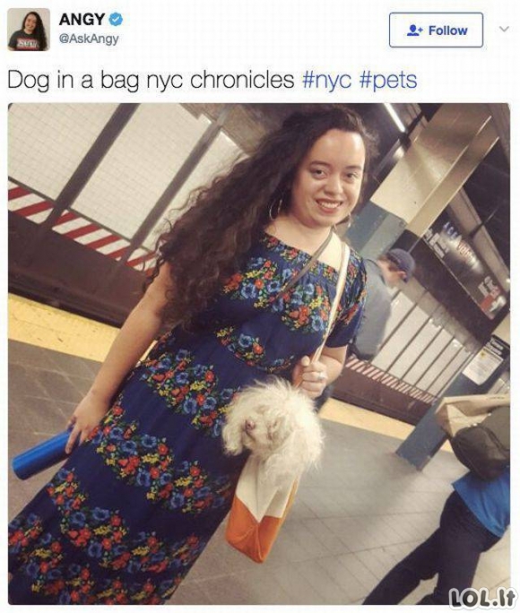 Šunys Niujorko Metro