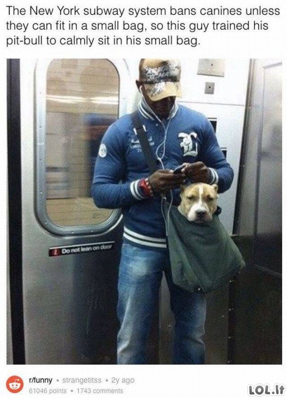 Šunys Niujorko Metro