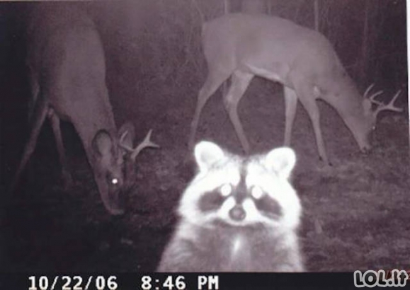 Paslėptos kameros fiksuoja juokingus gyvūnus